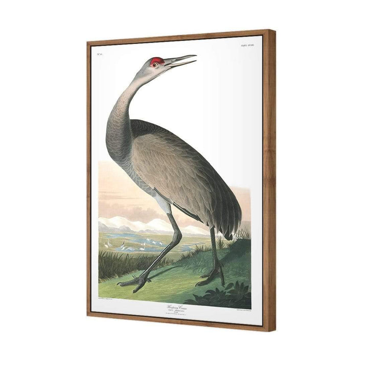 Hooping Crane By John James Audubon Wall Art
