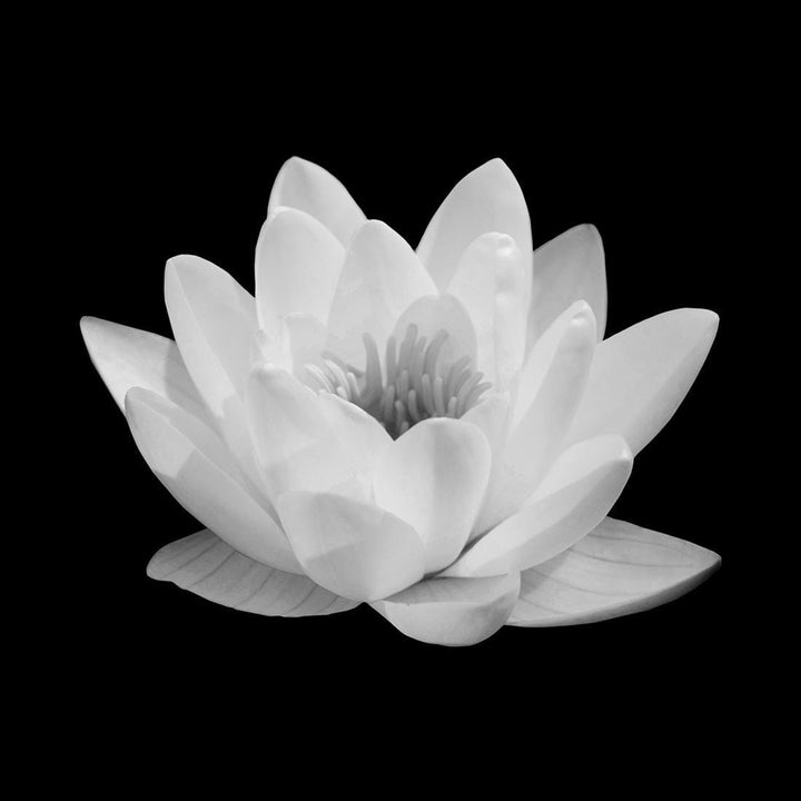 Lotus in Bloom, White (square) Wall Art