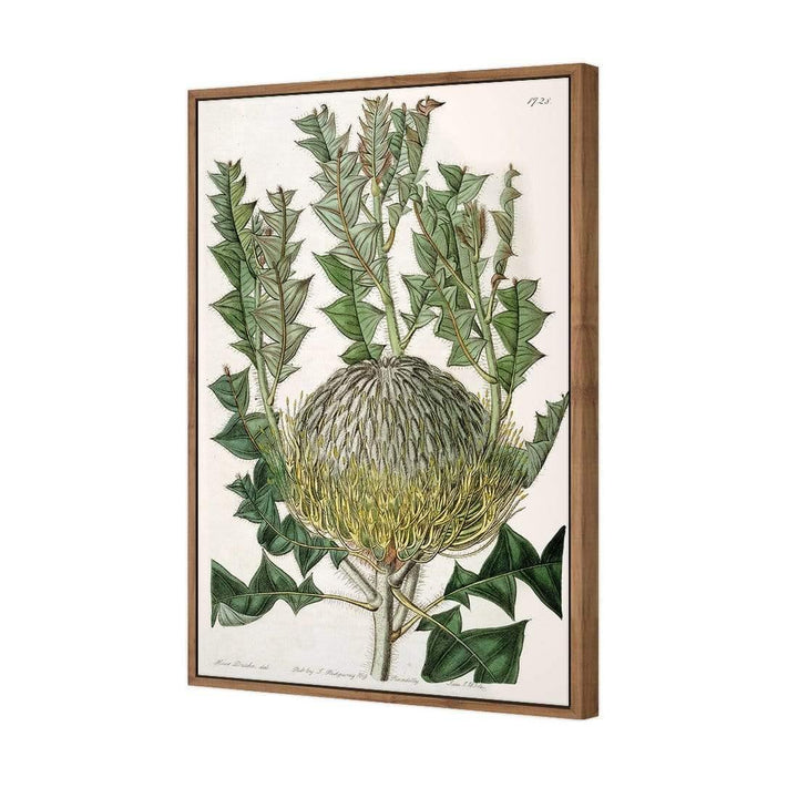 Banksia speciosa Wall Art