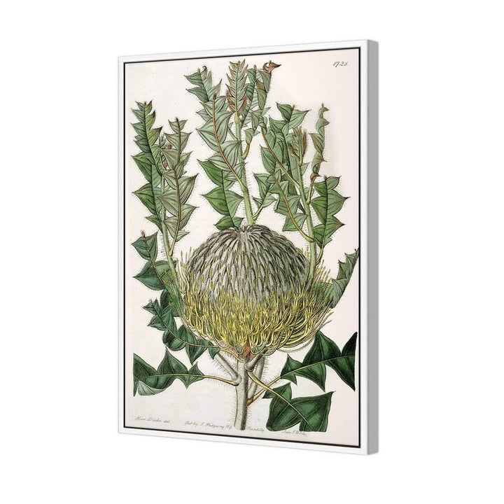 Banksia speciosa Wall Art