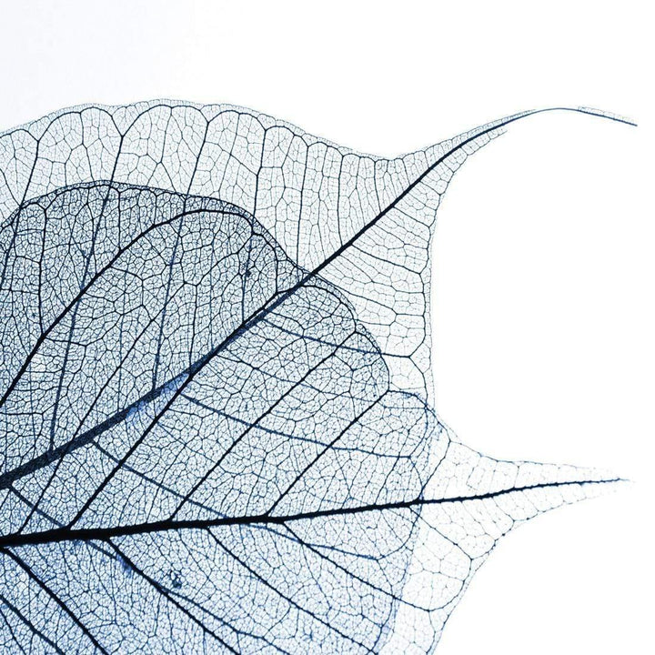 Transparent Leaves, Cyan (Square) Wall Art