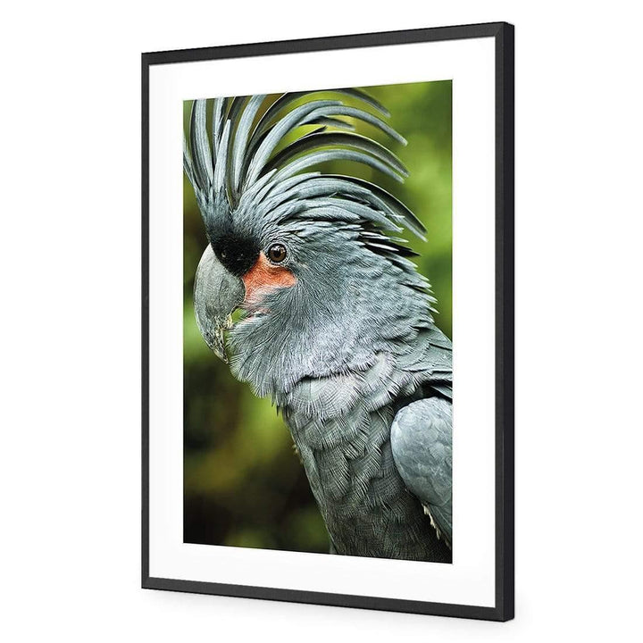 Percy the Palm Cockatoo, Left Wall Art
