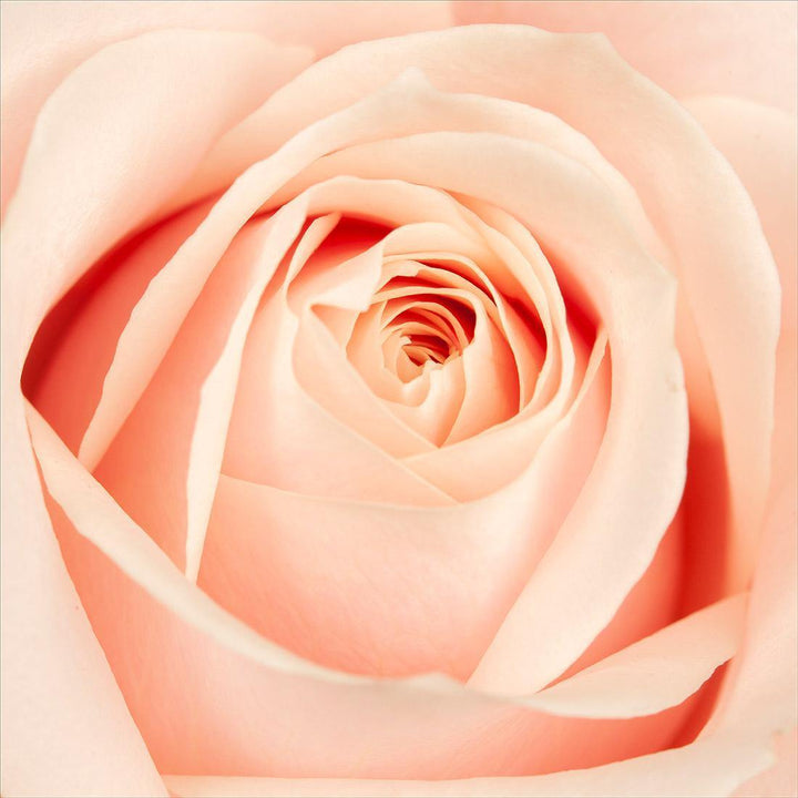 The Perfect Rose (Square) Wall Art
