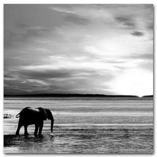 Elephant Drinking, Black and White (square) Wall Art