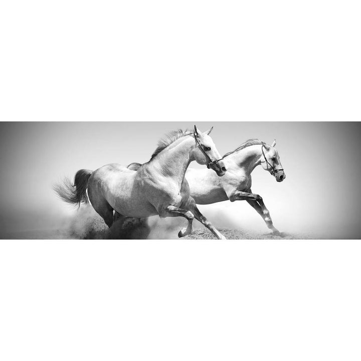 Stallions in the Dust, Black and White (long) Wall Art
