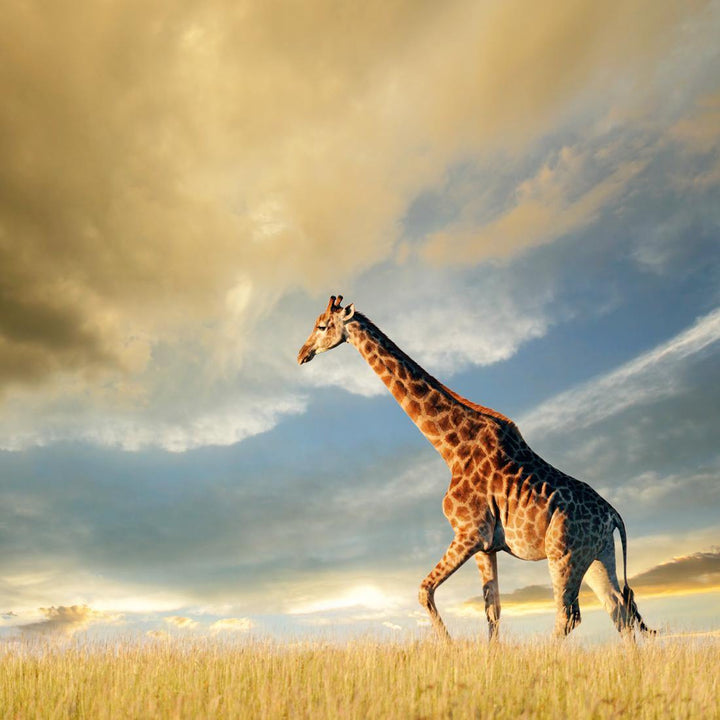 Giraffe in Stormy Clouds (square) Wall Art