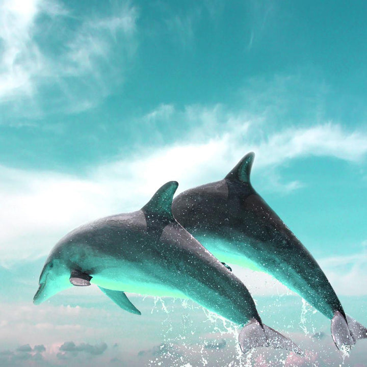 Flying Dolphins, Aqua, Square Wall Art