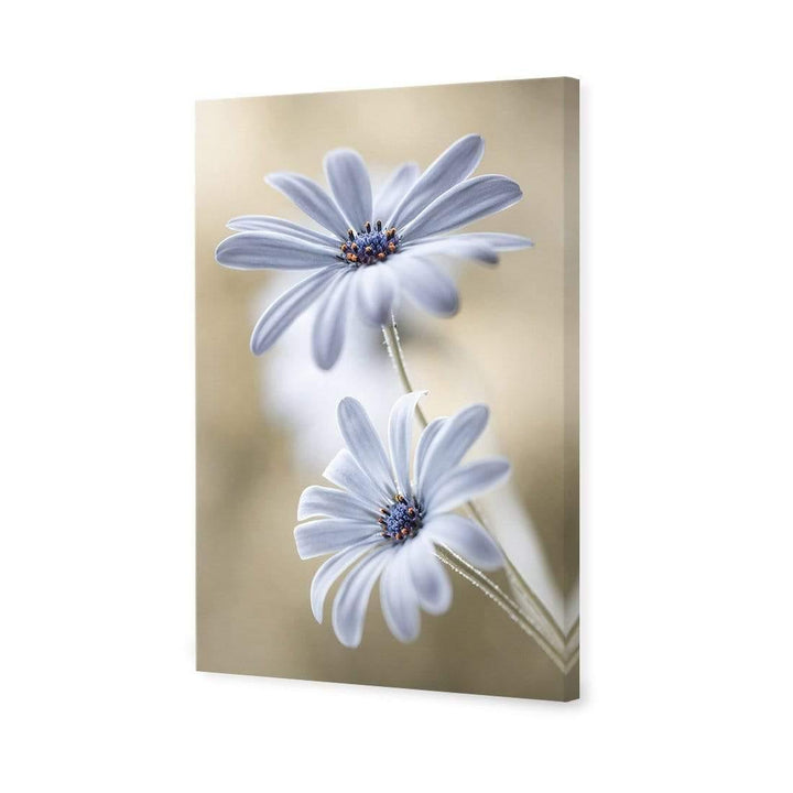 Blue Daisies By Mandy Disher Wall Art